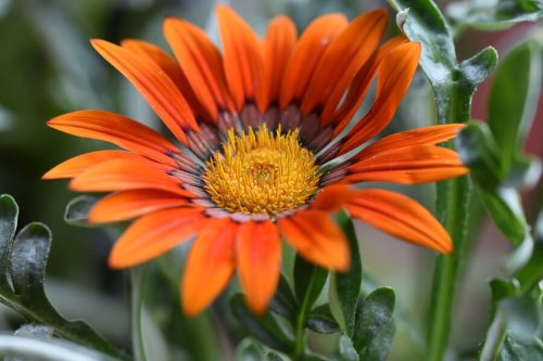 Le gazania fait partie des plantes fleuries d'été