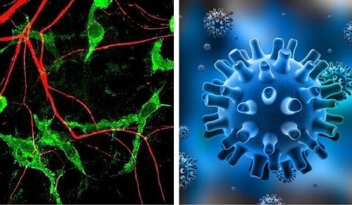 Un schéma du virus de la kératite herpétique