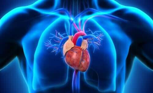 Une illustration du coeur humain