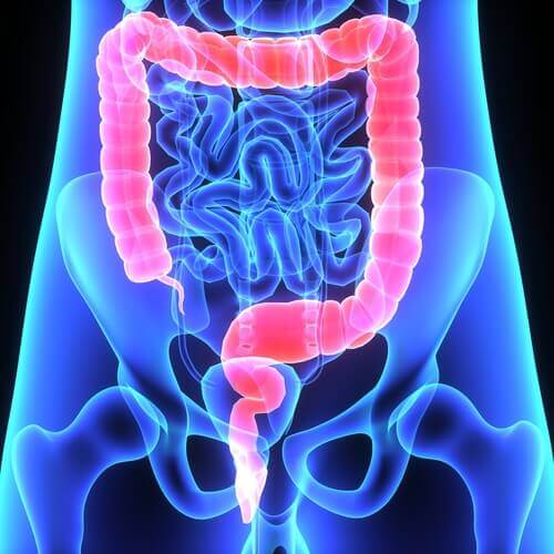 Un schéma du colon
