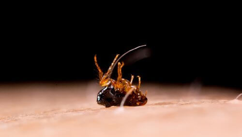 Tungose : symptômes et traitement