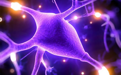 L'hypermagnésémie et les connexions neuronales