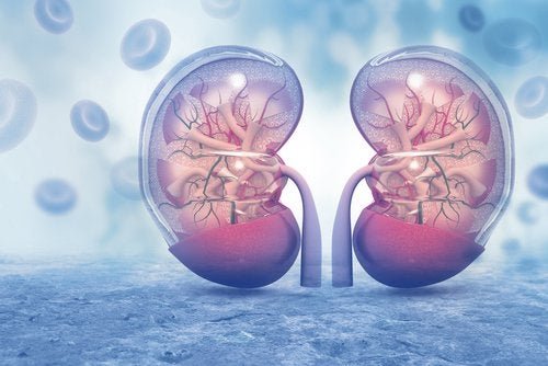 La vasopressine : fonction et effets sur l'organisme