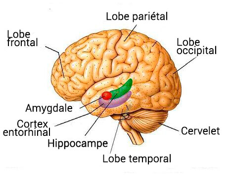 Que sont exactement les lobes cérébraux ?