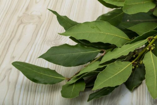 Les relaxants musculaires à base de laurier
