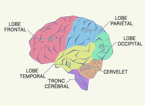 Un schéma des lobes cérébraux