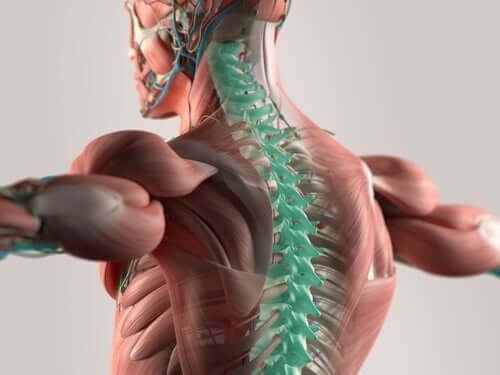 La moelle épinière et les nerfs spinaux cervicaux
