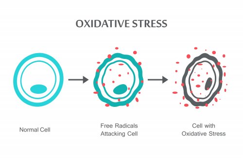 Un schéma qui explique le stress oxydant
