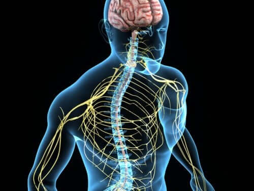 Le système nerveux et les nerfs spinaux cervicaux