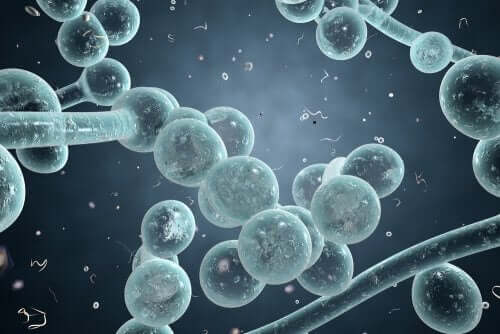 Les bactéries d'une infection vaginale à levures