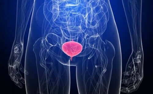 Les infections urinaires schématisées dans le corps