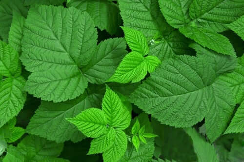 Parmi les meilleures herbes médicinales figurent les feuilles de framboisier