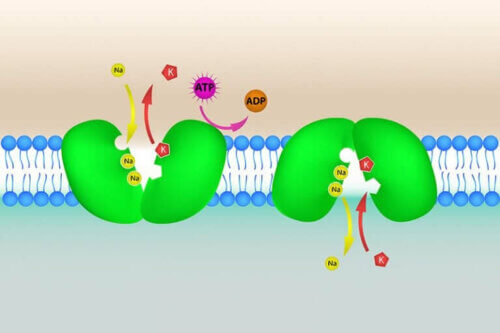 L'hyperkaliémie et le rôle du potassium