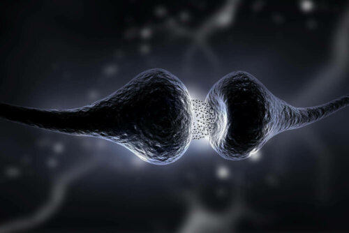 La synapse entre deux neurones