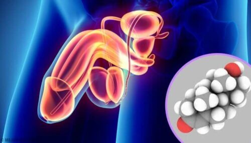 Parmi les hormones sexuelles, on compte aussi les androgènes