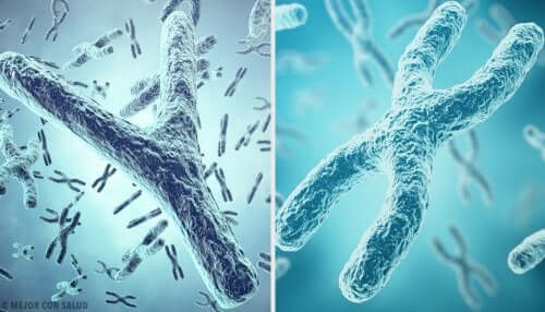 Une illustration des chromosomes