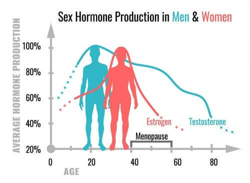 Quelles sont les fonctions des hormones sexuelles ?