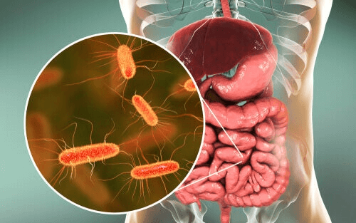 Des germes à l'intérieur d'un corps humain