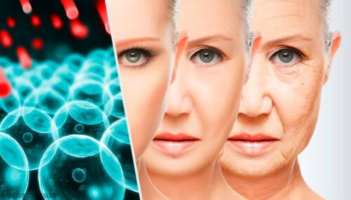 Les cellules et le fait de vieillir