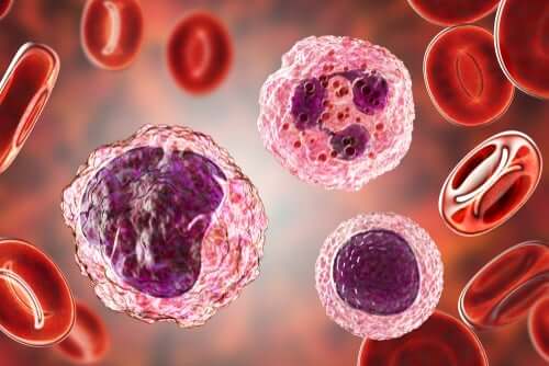Taux élevé de monocytes dans le sang : symptômes et traitements