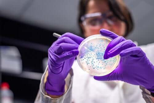 Une scientifique examine une culture de bactéries