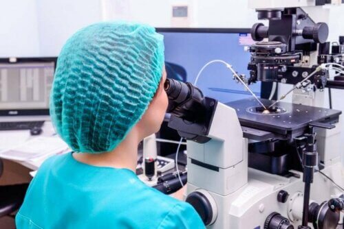 Transfert des embryons : fécondation in vitro.
