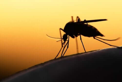 Un moustique sur une surface