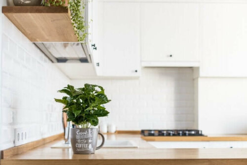 Comment avoir des plantes aromatiques fraîches dans votre cuisine