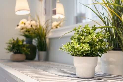 Des plantes aromatiques fraîches à la maison