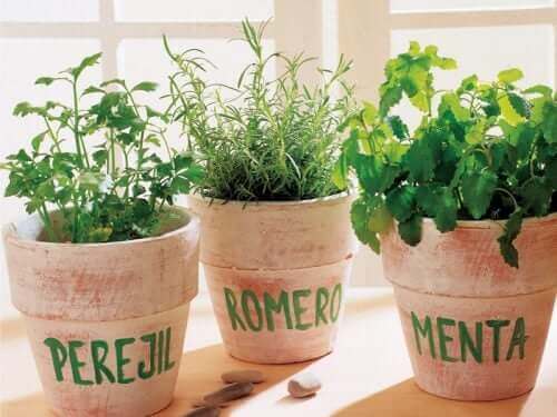Des plantes aromatiques en pots