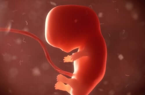 Un fœtus
