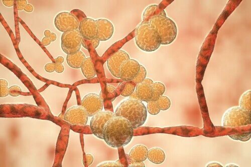 Candida auris : tout ce que vous devez savoir
