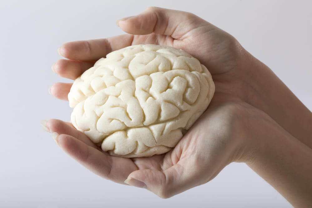 Le cerveau en miniature