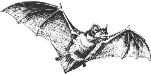 Chauves-souris : les responsables du coronavirus