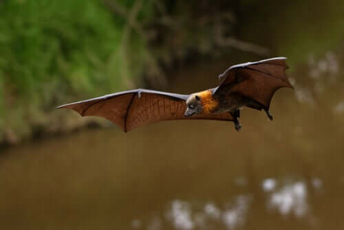 Les chauve-souris pourraient être à l'origine du coronavirus