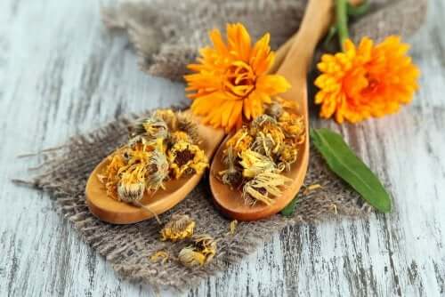 Pour faire disparaître les boutons de chaleur, les fleurs de calendula sont efficaces