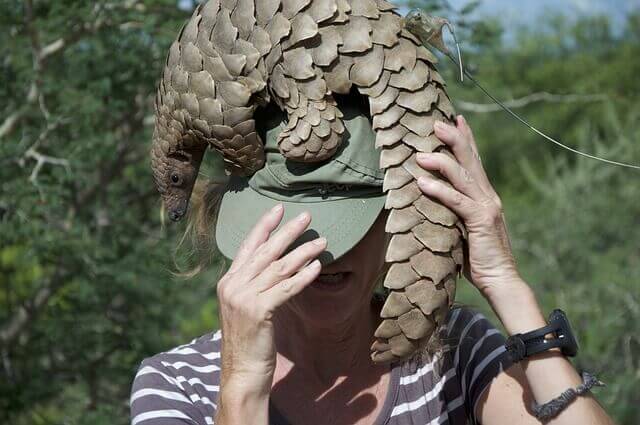Le coronavirus viendrait des chauves-souris ou du pangolin