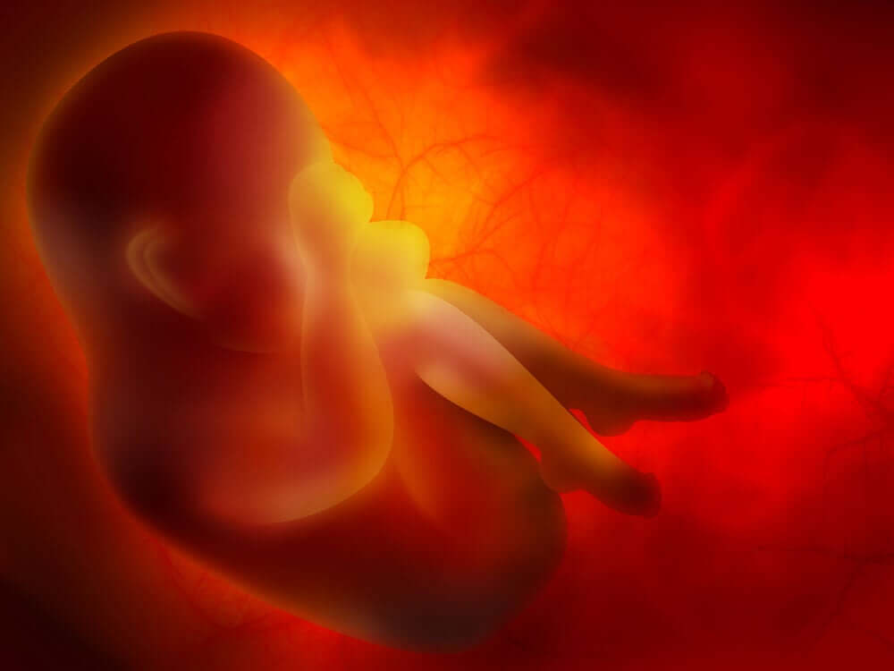 Un foetus dans le placenta