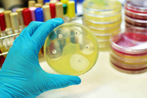 L'étude en laboratoire du Candida auris