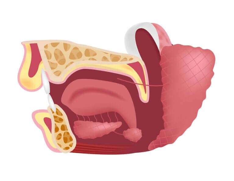 Les glandes sous-maxillaires : à quoi servent-elles ?