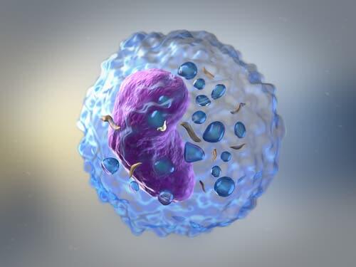 Les globules agissent lors de la réponse immunitaire