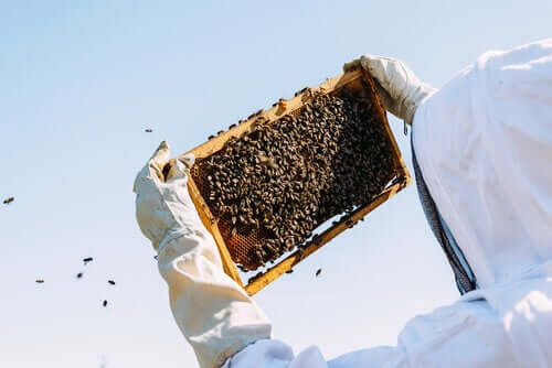 Un apiculteur récoltant la gelée royale