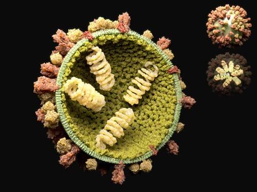 Le cycle de reproduction des virus