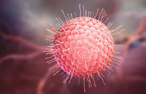 Schéma du virus de la varicelle, une des infections virales les plus communes