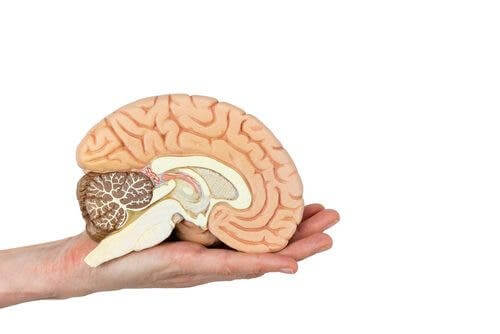 Une coupe transversale du cerveau