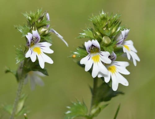 L'euphrasie pour accélérer les guérison des orgelets