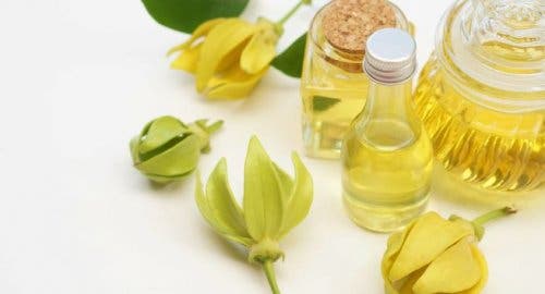 Contrôler l'anxiété avec des fleurs d'ylang-ylang