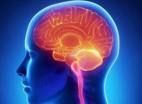Le cerveau ne ressent pas la douleur