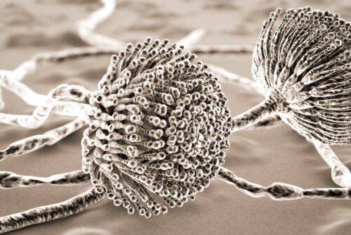 Les infections fongiques et les infections virales