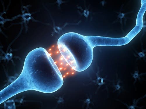 Les neurones dans la maladie de Parkinson